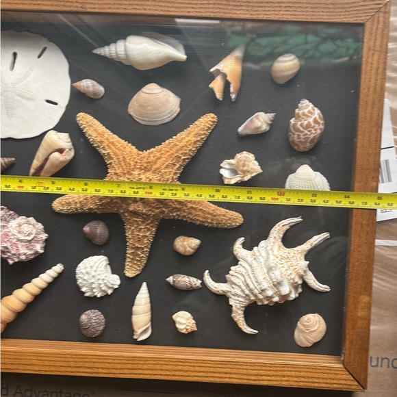 🐚 Framed Shadow Box Seashell and Starfish Collection - Picture 3 of 6